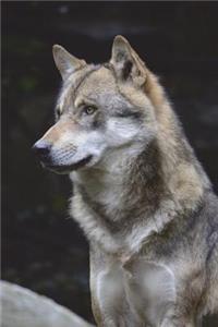 Northwestern Wolf Journal