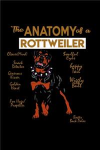The Anatomy Of A Rottweiler