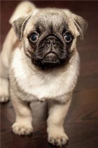 Pug Puppy