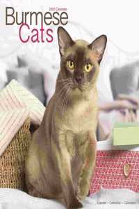 Cats - Burmese 2023 Wall Calendar
