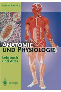 Anatomie Und Physiologie