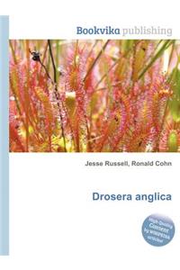 Drosera Anglica