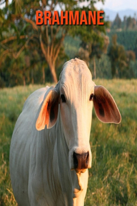 Brahmane