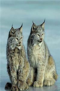 Journal Lynx Wild Cat Couple