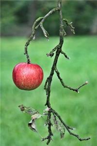 A Shiny Red Apple Hanging on the Tree Fruit Journal