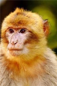 Barbary Ape Endangered Species Notebook