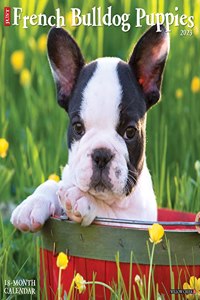 Just French Bulldog Puppies 2023 Wall Calendar