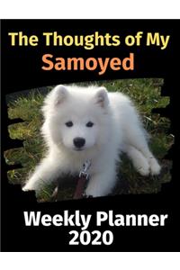 The Thoughts of My Samoyed