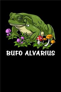 Bufo Alvarius