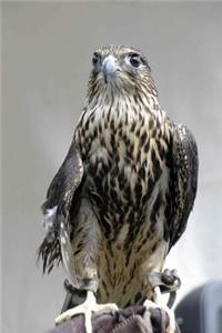Merlin (Falco Columbarius) Bird of Prey/Falcon Journal