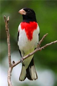 Rose-Breasted Grosbeak (Pheucticus Ludovicianus) Bird Journal