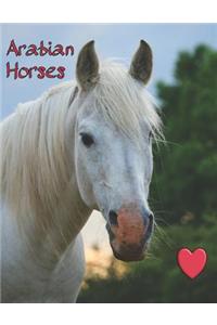 Arabian Horses