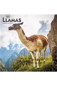 Llamas 2021 Square