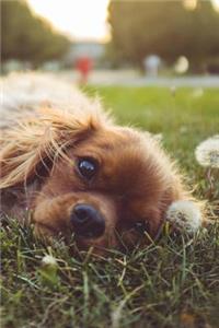 Sweet Cocker Spaniel Puppy Notebook