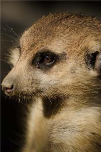 Meerkat Notebook