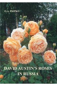 David Austin's Roses in Russia