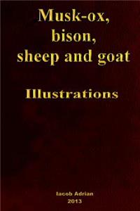 Musk-ox, bison, sheep and goat Illustrations
