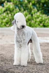 The Bedlington Terrier Dog Journal