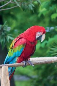 Macaw Parrot vol.1 Notebook & Journal. Productivity Work Planner & Idea Notepad
