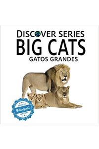 Gatos Grandes/Big Cats