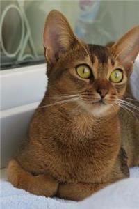 Abyssian Kitten Cat Journal