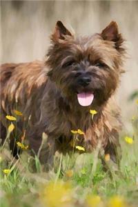 Cairn Terrier