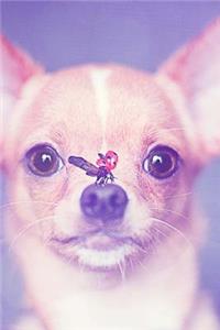 Chihuahua Puppy and a Ladybug Journal