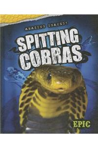 Spitting Cobras
