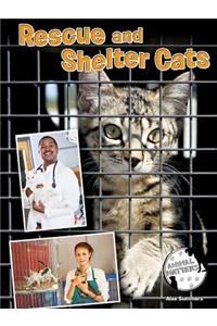 Rescue and Shelter Cats