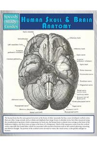 Human Skull And Brain Anatomy (Speedy Study Guide)