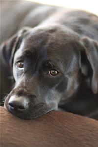 2020 Daily Planner Cute Black Labrador Retriever 388 Pages