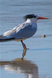 Royal Tern Bird Journal (Sterna Maxima)