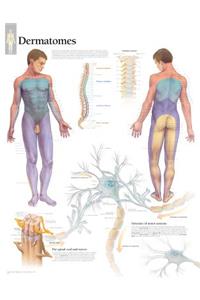 Dermatones Laminated Poster