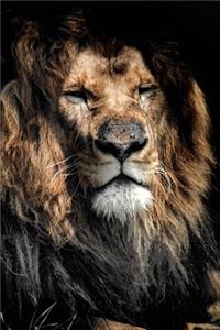 King of the Jungle - Dignified Lion Journal