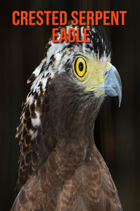 Crested Serpent Eagle