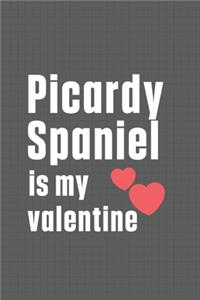 Picardy Spaniel is my valentine