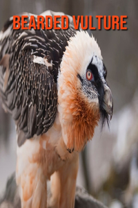 Bearded Vulture