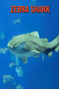 Zebra Shark