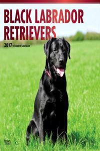 Labrador Retrievers, Black
