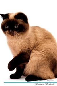 Exotic Shorthair Cat Affirmations Workbook Exotic Shorthair Cat Presents