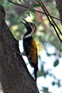 Black-rumped Flameback in Ella Sri Lanka Bird Journal