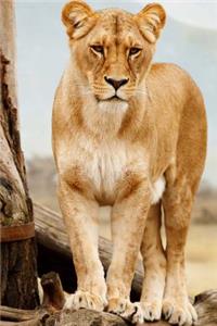 African Lioness Animal Journal