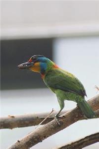 Muller's Barbet Bird Journal