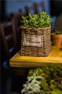 A Cool Green Succulent Plant in a Rustic Basket Container Journal