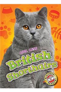 British Shorthairs
