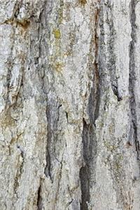 2020 Weekly Planner Old Oak Tree Rough Bark Photo 134 Pages