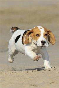 Little Beagle Playing at the Dog Beach Journal
