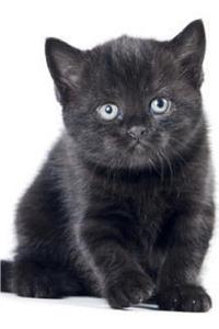 Cutest Kittens May Notebook & Journal. Productivity Work Planner & Idea Notepad