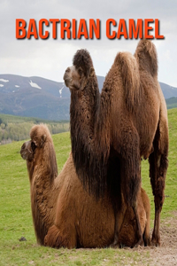 Bactrian Camel