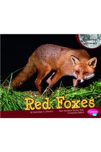 Red Foxes